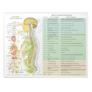 Search for chiropractor flyers Chiropractic