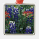 Search for texas bluebonnet christmas tree decorations Wildflower