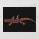 Search for cold blooded postcards Nature