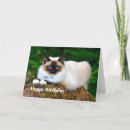 Search for siamese cat birthday cards Pet