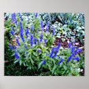 Search for salvia posters Flowers