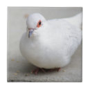 Search for dove tiles Pigeon
