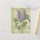 Search for syringa Nature