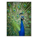Search for indian peafowl postcards Feathers