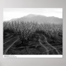 Search for facilities posters Orchards