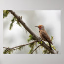 Search for flickers posters Colaptes auratus