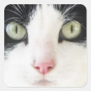 Search for domesticated stickers White