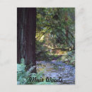 Search for muir woods postcards Redwood