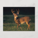 Search for choke White tailed deer