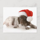 Search for german shorthaired pointers postcards Cute