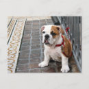 Search for cute little dog postcards Doggy