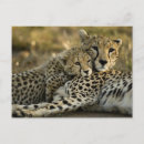 Search for acinonyx jubatus postcards Carnivore