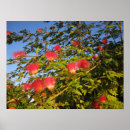 Search for silk posters Persian