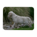 Search for golden retriever magnets Puppies