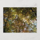 Search for fall leaf postcards Sky