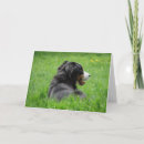 Search for bernese cards Black