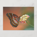 Search for butterfly pattern postcards Nature