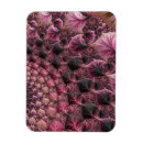 Search for funky abstract magnets Pink