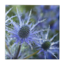 Search for thistle tiles Blue