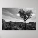 Search for heart leaf tree posters Leaves