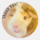 Search for cavies stickers Cavy