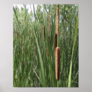 Search for wetland posters Green
