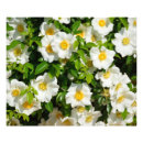 Search for rose macro posters Petals