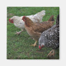 Search for silver laced magnets White