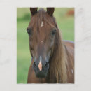 Search for thoroughbred postcards Race