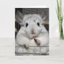 Search for chinchilla cards Animal