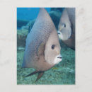 Search for fish swimming postcards Full length