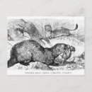 Search for ferrets postcards Nature