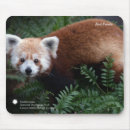 Search for red panda mousepads Wild