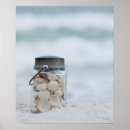 Search for florida seashells art Nautical