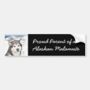 Search for alaskan malamutes bumper stickers Dog