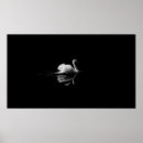 Search for mute swan posters Nature
