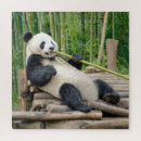 Search for bamboo puzzles Jungle