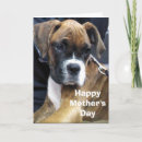 Search for boxer mom cards Animal