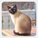 Search for beautiful blue eye stickers Pet