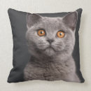 Search for british shorthair cushions Cat