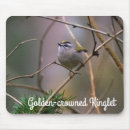 Search for kinglets Nature
