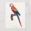 Search for ara postcards Parrot