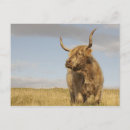 Search for highland cattle postcards Wildlife