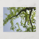 Search for tulip tree postcards Poplar