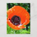 Search for oriental poppies postcards Poppy
