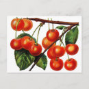 Search for sweet cherry postcards Illustration