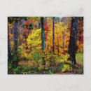 Search for colored leaf postcards Fall