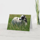 Search for jacob cards Sheep