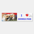 Search for pig bumper stickers Cavy