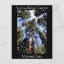 Search for sequoia postcards Kings canyon
